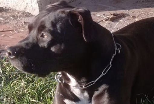 Volontaria del canile aggredita dal pitbull che uccise il piccolo Michele Volontaria del canile aggredita dal pitbull che uccise il piccolo Michele