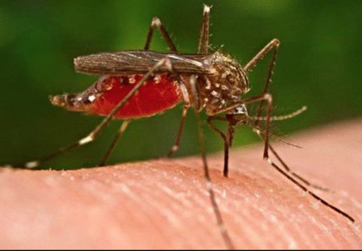 West Nile, primo caso a Biella