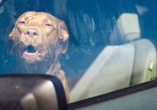 Pitbull lasciato in auto e morto per il caldo: LNDC Animal Protection annuncia una denuncia