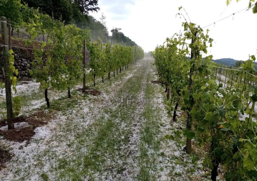 Passeggiata tra Madonna delle Vigne e il Bosco della Partecipanza Passeggiata tra Madonna delle Vigne e il Bosco della Partecipanza