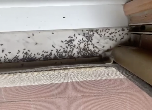 Piccoli insetti neri che oltrepassano le zanzariere