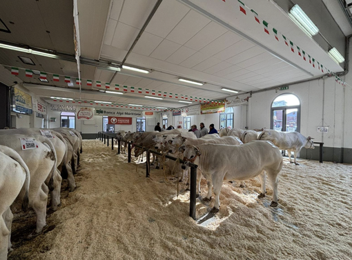 Alunni dell'Agrario alla Fiera Nazionale del Bue grasso Alunni dell'Agrario alla Fiera Nazionale del Bue grasso