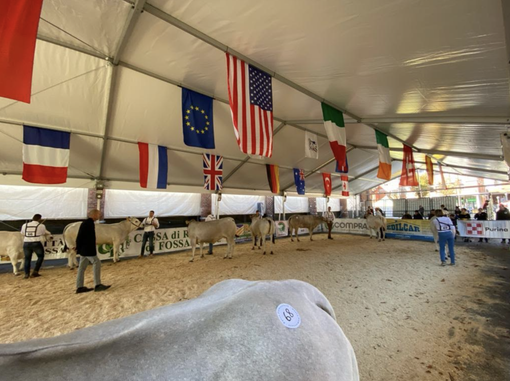 Istituto Tecnico Agrario: alla scoperta della Razza Bovina Piemontese Istituto Tecnico Agrario: alla scoperta della Razza Bovina Piemontese