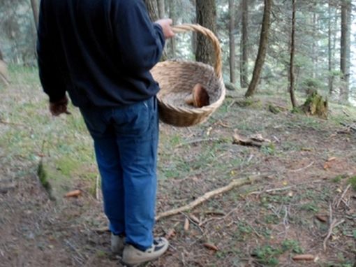 Malore fatale per un cercatore di funghi Malore fatale per un cercatore di funghi
