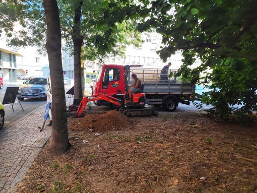 Piazza Risorgimento, al via la riqualificazione dell'area verde