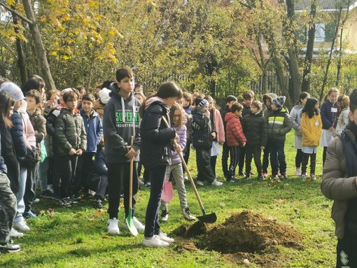 Giornata dell'Albero nel bosco della scuola media Pertini - FOTO Giornata dell'Albero nel bosco della scuola media Pertini - FOTO