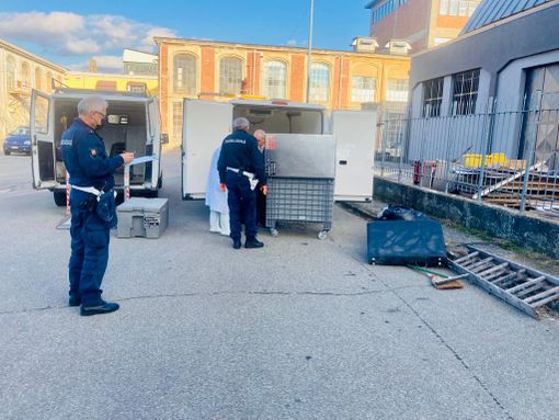 Il trasferimento delle carcasse Il trasferimento delle carcasse