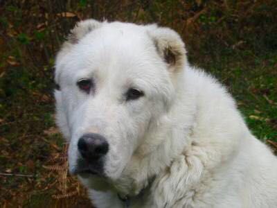 Appello: cane smarrito