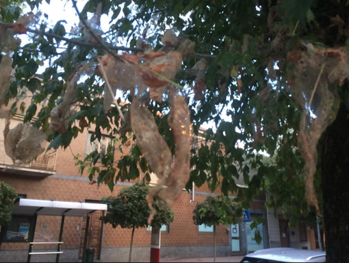 Piante invase da larve pelose: Ifantria o processionaria?