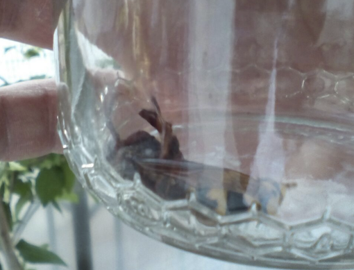 Un calabrone lungo quasi 7 centimetri