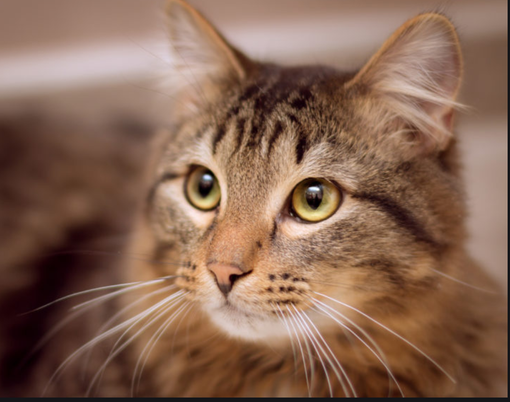 Mostra fotografica per i gatti dell'ex Opn