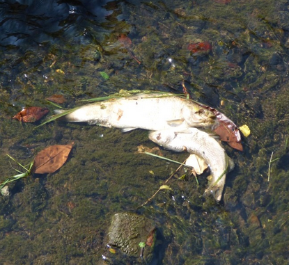 Fosso San Martino: ecco perché sono morti i pesci