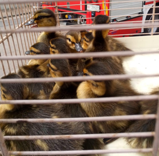 Avventura a lieto fine per 12 anatroccoli spericolati