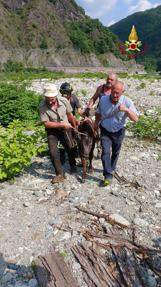 Vitello finisce nel fiume: salvato dai Vigili del Fuoco Vitello finisce nel fiume: salvato dai Vigili del Fuoco