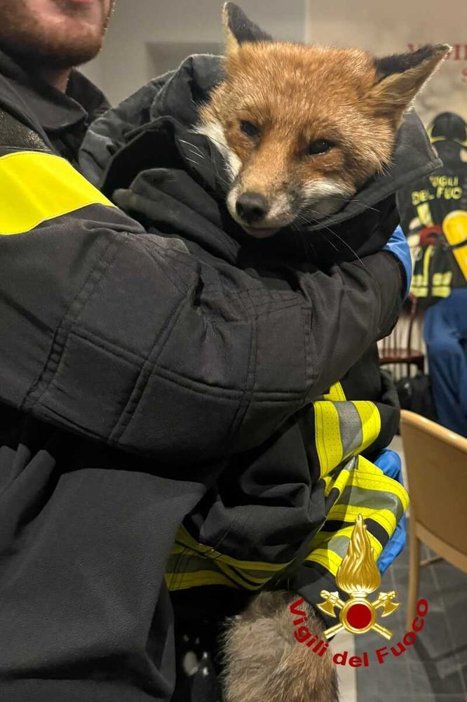 «C'è una volpe da salvare...» «C'è una volpe da salvare...»