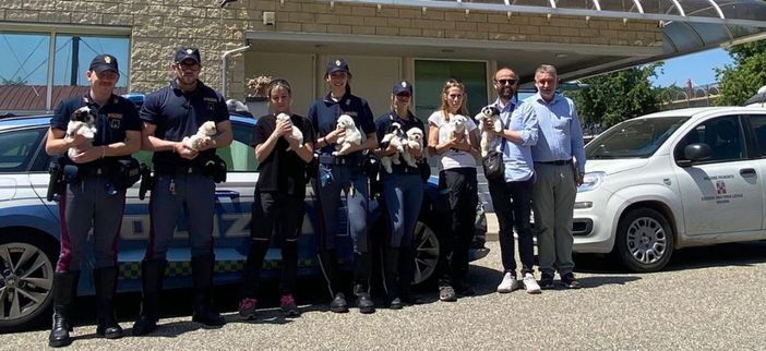 Fermato un furgone sull’A4: salvati nove cuccioli trasportati senza cure né documenti Fermato un furgone sull’A4: salvati nove cuccioli trasportati senza cure né documenti