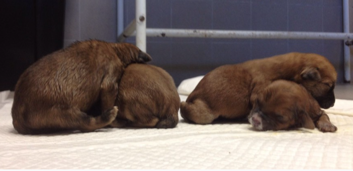 Sos per quattro cuccioli abbandonati: si cerca una "mamma adottiva"