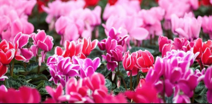 Tornano i ciclamini della Diapsi: ecco dove trovarli