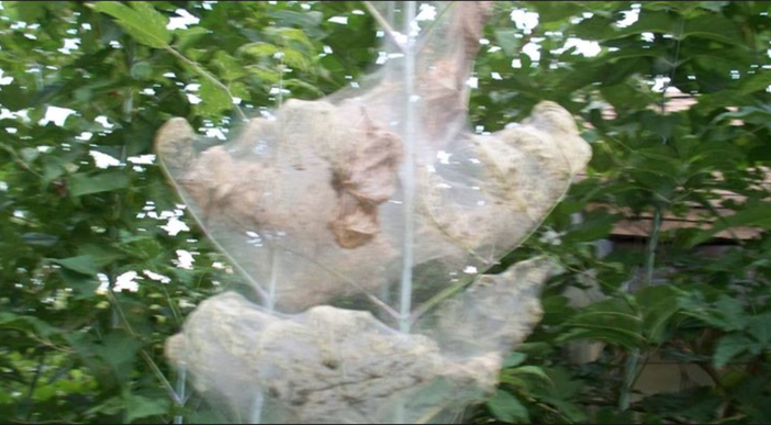 Il Comune: "Non c'è alcun allarme Processionaria" Il Comune: "Non c'è alcun allarme Processionaria"