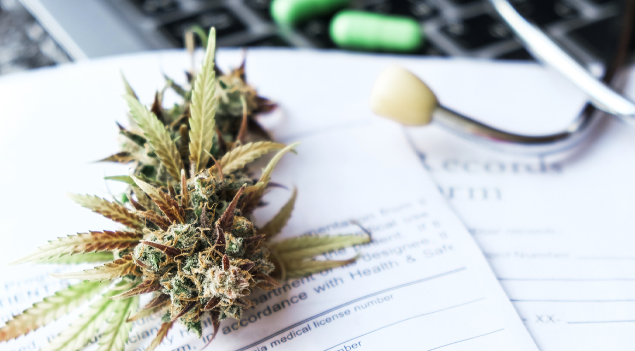 Il mercato globale dei semi di cannabis legali potrebbe raggiungere i 724 milioni di dollari entro il 2027 Il mercato globale dei semi di cannabis legali potrebbe raggiungere i 724 milioni di dollari entro il 2027