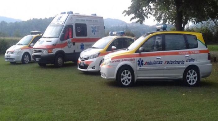 Ambulanza veterinaria: oltre 100 chiamate e 13 interventi di soccorso Ambulanza veterinaria: oltre 100 chiamate e 13 interventi di soccorso