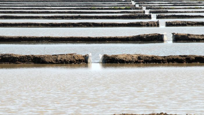 Tesoro del Duomo: settembre apre nel segno del riso Tesoro del Duomo: settembre apre nel segno del riso