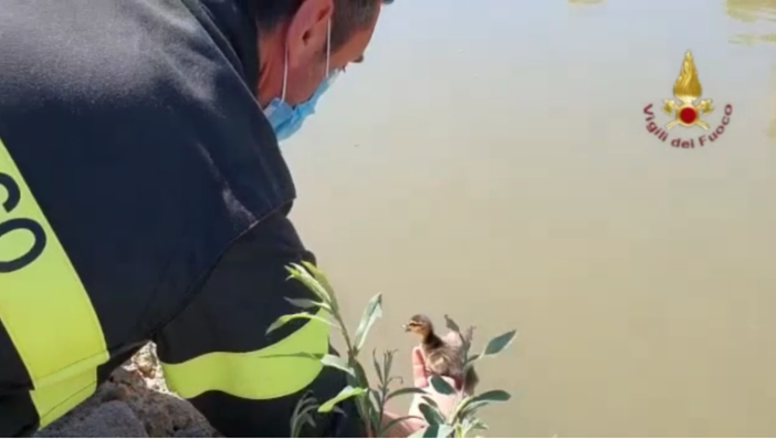 Avventura a lieto fine per mamma papera e 8 pulcini -VIDEO Avventura a lieto fine per mamma papera e 8 pulcini -VIDEO