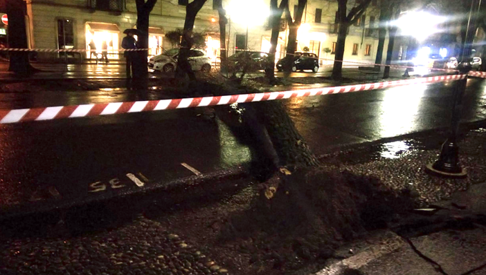 Cade un albero su viale Garibaldi - FOTO