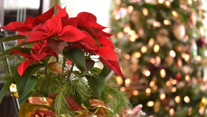 «Natale in città»: musica, presepi, mercatini accompagnano Santhià verso la festa «Natale in città»: musica, presepi, mercatini accompagnano Santhià verso la festa