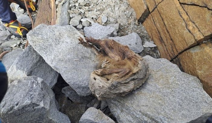 La marmotta del Lyskamm svela la sua età: esemplare del Neolitico vissuto 6.600 anni fa La marmotta del Lyskamm svela la sua età: esemplare del Neolitico vissuto 6.600 anni fa