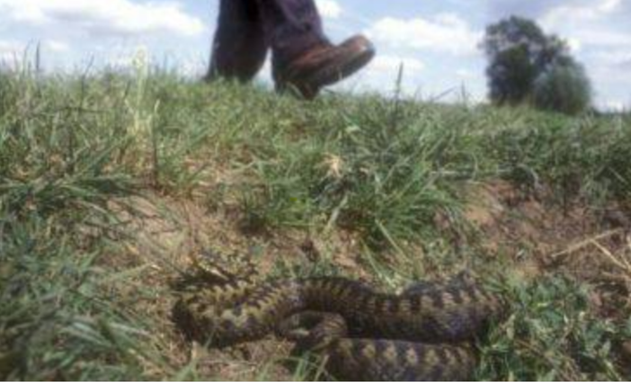 Morsicata due volte da una vipera, bimba di 7 anni in prognosi riservata