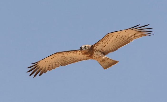 Uccelli rapaci in Val Grande: i signori del cielo Uccelli rapaci in Val Grande: i signori del cielo