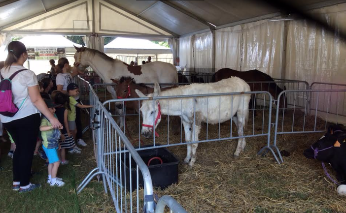 I dinosauri giganti, Iginio Massari, gli eventi di sport e intrattenimento: una Fattoria in Città per tutti i gusti