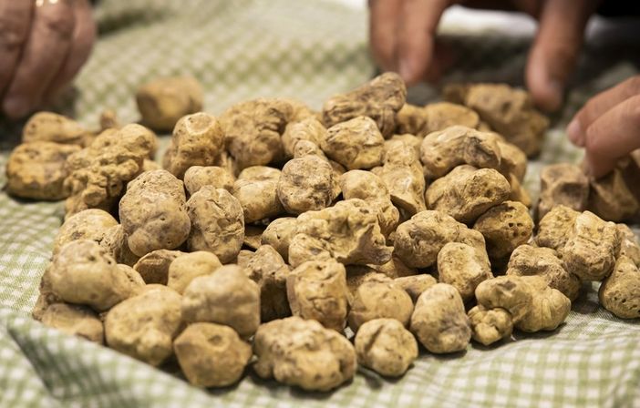 Domenica la Fiera Nazionale del tartufo bianco di Montechiaro d'Asti. Il programma completo