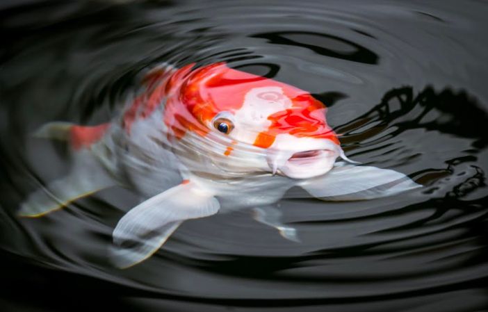 A Cremona l’unico campionato internazionale di carpe Koi in Italia A Cremona l’unico campionato internazionale di carpe Koi in Italia