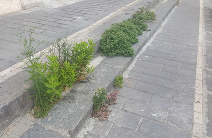 Isde dice no all'ipotesi di ritorno del glifosato Isde dice no all'ipotesi di ritorno del glifosato