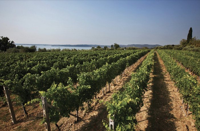 Onav Vercelli: serata di degustazione coi i vini Lugana