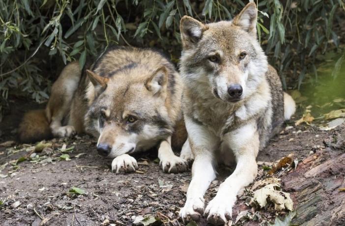 Lupi, tra Vercelli e Biella oltre 40 esemplari. Coldiretti: «Ora, salviamo anche le pecore»