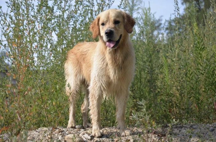 Sos per Adone, fuggito spaventato dopo l'incidente mortale