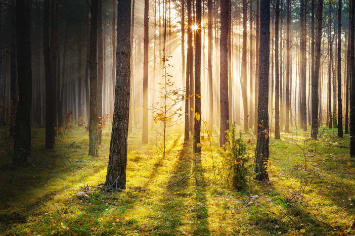 Trecento piante a dimora per compensare le emissioni di un film