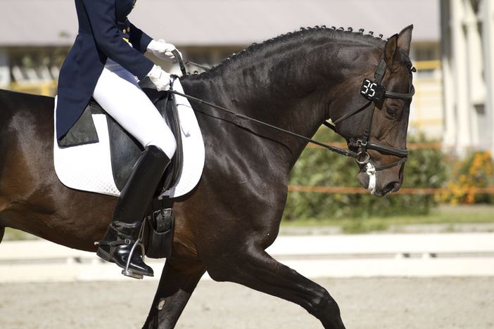 Come scegliere i giusti stivali da equitazione lunghi?