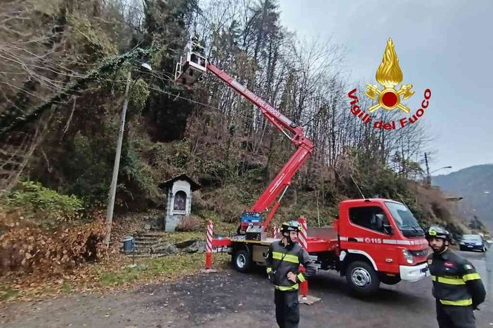 Alberi pericolanti minacciano la linea elettrica Alberi pericolanti minacciano la linea elettrica