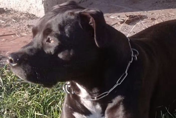 Volontaria del canile aggredita dal pitbull che uccise il piccolo Michele Volontaria del canile aggredita dal pitbull che uccise il piccolo Michele