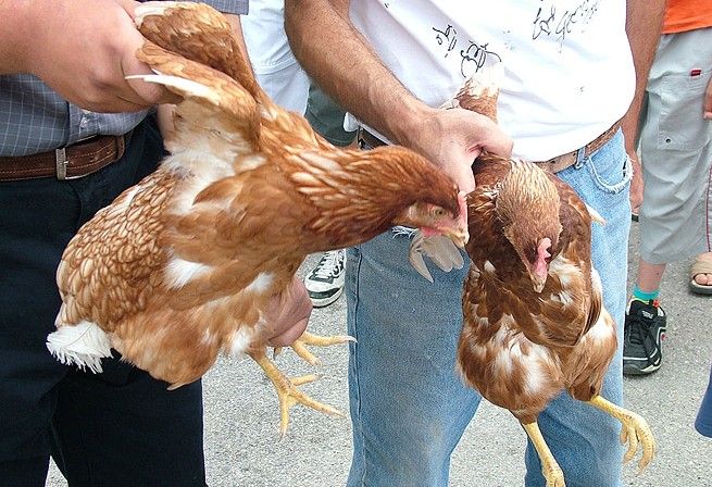 Alla sbarra otto ladri di galline