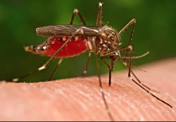 West Nile, primo caso a Biella West Nile, primo caso a Biella