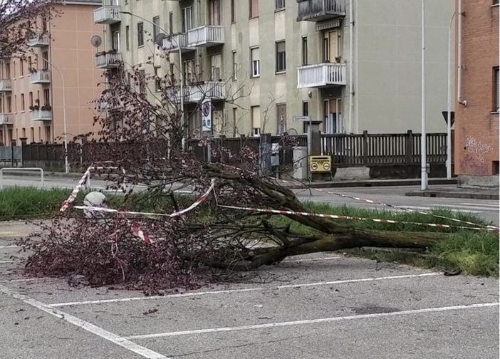 Aravecchia, pianta caduta nel parcheggio dell'ex supermercato Aravecchia, pianta caduta nel parcheggio dell'ex supermercato
