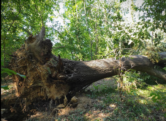 Alberi sradicati, sentieri inagibili: il disastro al Bosco della Partecipanza - FOTO Alberi sradicati, sentieri inagibili: il disastro al Bosco della Partecipanza - FOTO