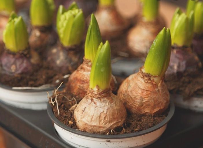 2500 bulbi di tulipano per far fiorire le scuole di Vercelli 2500 bulbi di tulipano per far fiorire le scuole di Vercelli