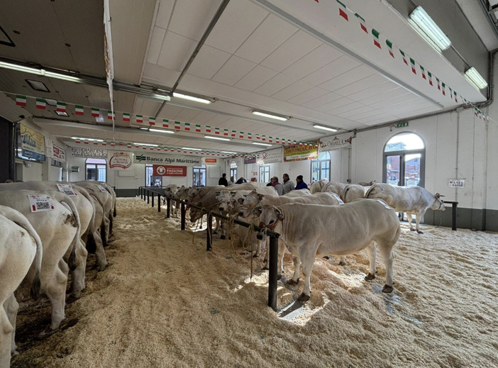 Alunni dell'Agrario alla Fiera Nazionale del Bue grasso Alunni dell'Agrario alla Fiera Nazionale del Bue grasso