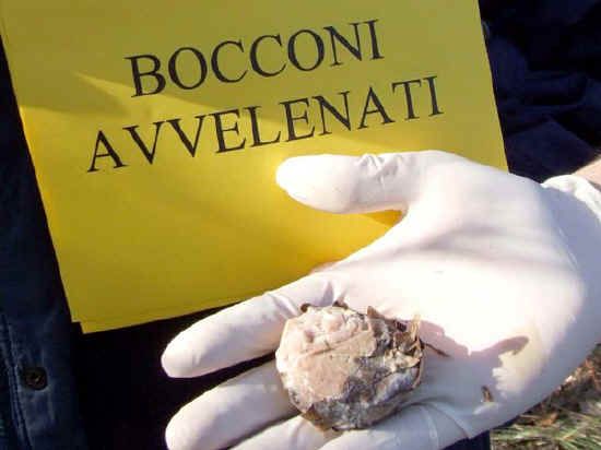 Attenzione: c'è qualcuno che avvelena i cani